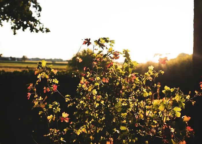 Vechteblick Lejlighed